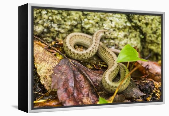 Brown snake, Storeria dekayi dekayi. Barrington, New Hampshire.-Jerry & Marcy Monkman-Framed Premier Image Canvas