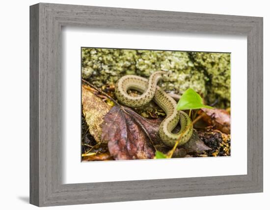 Brown snake, Storeria dekayi dekayi. Barrington, New Hampshire.-Jerry & Marcy Monkman-Framed Photographic Print