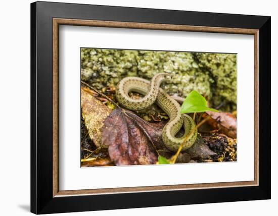 Brown snake, Storeria dekayi dekayi. Barrington, New Hampshire.-Jerry & Marcy Monkman-Framed Photographic Print