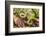 Brown snake, Storeria dekayi dekayi. Barrington, New Hampshire.-Jerry & Marcy Monkman-Framed Photographic Print