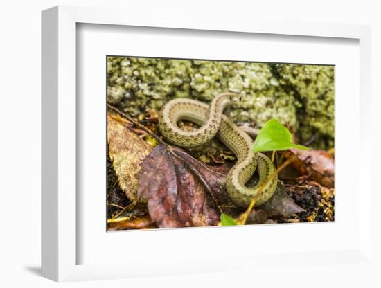 Brown snake, Storeria dekayi dekayi. Barrington, New Hampshire.-Jerry & Marcy Monkman-Framed Photographic Print