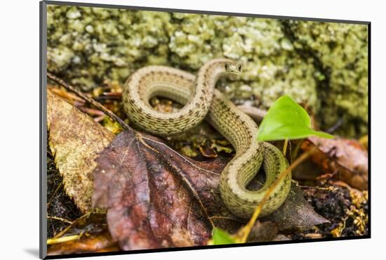 Brown snake, Storeria dekayi dekayi. Barrington, New Hampshire.-Jerry & Marcy Monkman-Mounted Photographic Print