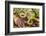 Brown snake, Storeria dekayi dekayi. Barrington, New Hampshire.-Jerry & Marcy Monkman-Framed Photographic Print