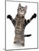 Brown Spotted Tabby Cat Male Standing and Reaching Up-Jane Burton-Mounted Photographic Print