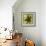 Brown Starfish-John W Golden-Framed Giclee Print displayed on a wall