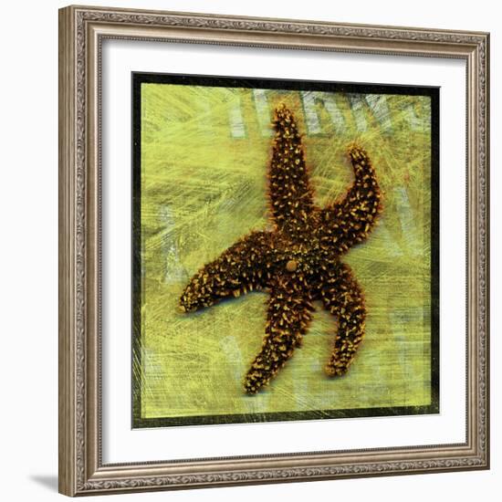 Brown Starfish-John W Golden-Framed Giclee Print