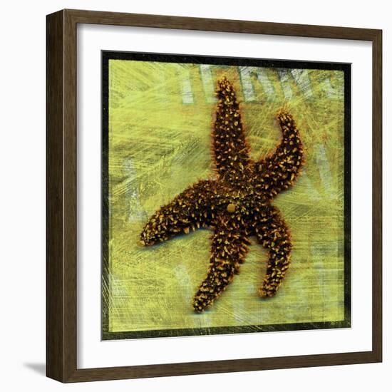 Brown Starfish-John W Golden-Framed Giclee Print