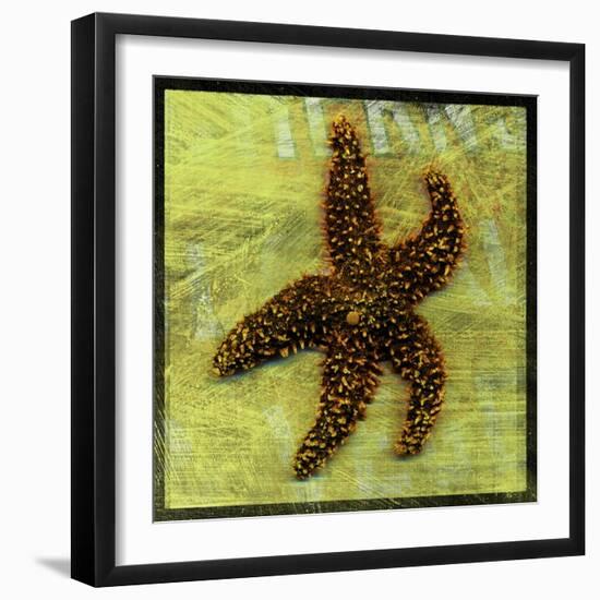 Brown Starfish-John W Golden-Framed Giclee Print