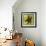 Brown Starfish-John W Golden-Framed Giclee Print displayed on a wall