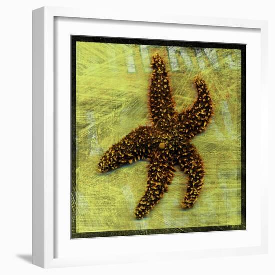 Brown Starfish-John W Golden-Framed Giclee Print