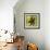 Brown Starfish-John W Golden-Framed Giclee Print displayed on a wall