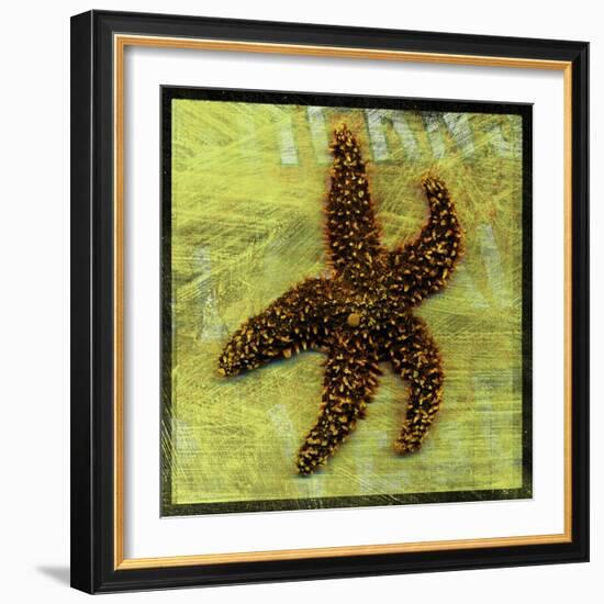 Brown Starfish-John W Golden-Framed Giclee Print