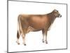 Brown Swiss Cow, Dairy Cattle, Mammals-Encyclopaedia Britannica-Mounted Art Print