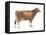 Brown Swiss Cow, Dairy Cattle, Mammals-Encyclopaedia Britannica-Framed Stretched Canvas