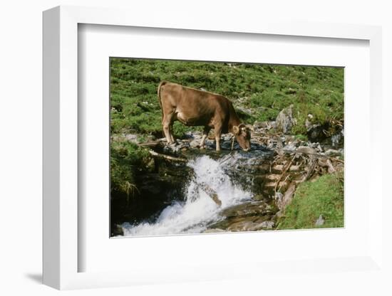 Brown Swiss Cow-null-Framed Photographic Print