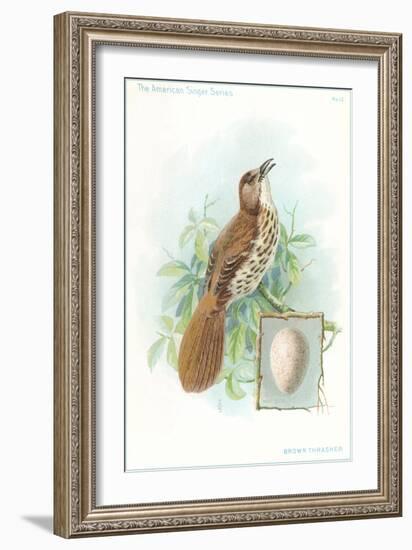 Brown Thrasher, Songbird-null-Framed Art Print