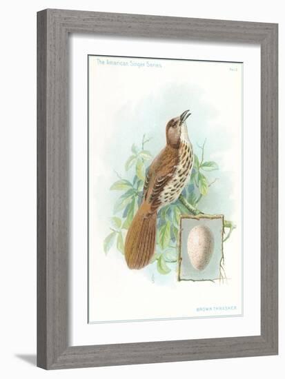 Brown Thrasher, Songbird-null-Framed Art Print