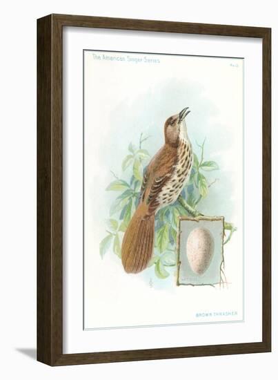 Brown Thrasher, Songbird-null-Framed Art Print