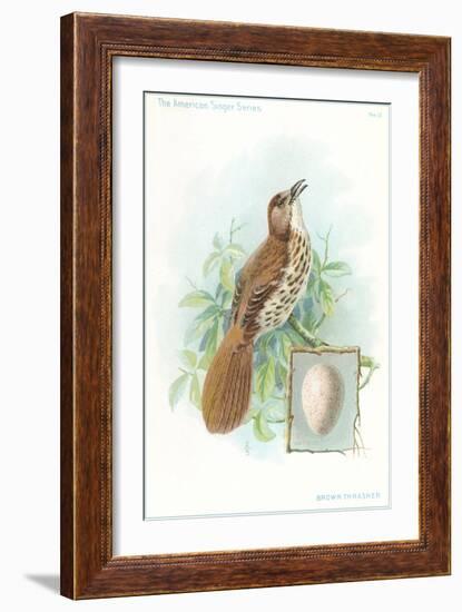 Brown Thrasher, Songbird-null-Framed Art Print