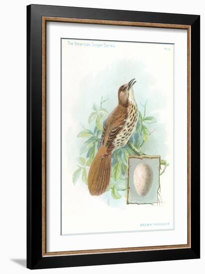 Brown Thrasher, Songbird-null-Framed Art Print