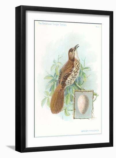 Brown Thrasher, Songbird-null-Framed Art Print