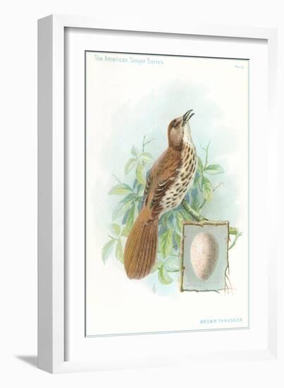 Brown Thrasher, Songbird-null-Framed Art Print