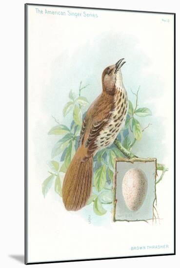 Brown Thrasher, Songbird-null-Mounted Art Print
