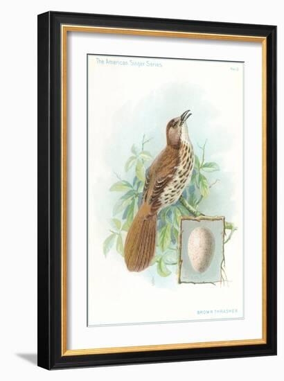 Brown Thrasher, Songbird-null-Framed Art Print