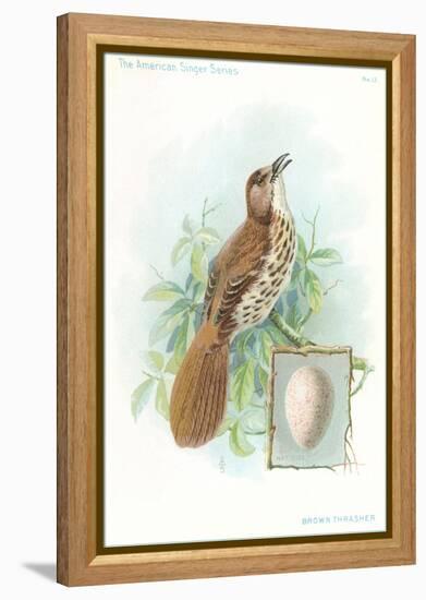 Brown Thrasher, Songbird-null-Framed Stretched Canvas