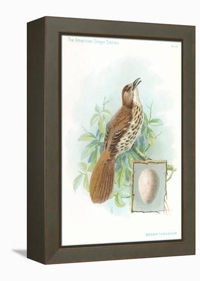 Brown Thrasher, Songbird-null-Framed Stretched Canvas