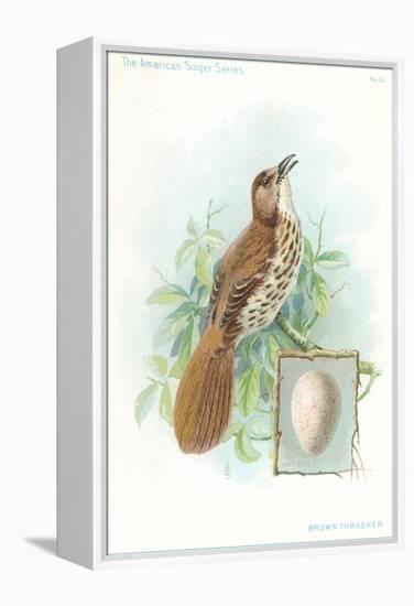 Brown Thrasher, Songbird-null-Framed Stretched Canvas