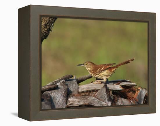 Brown Thrasher, South Florida, United States of America, North America-Rainford Roy-Framed Premier Image Canvas