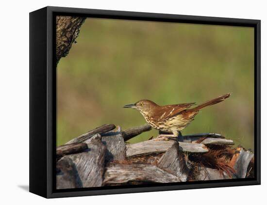 Brown Thrasher, South Florida, United States of America, North America-Rainford Roy-Framed Premier Image Canvas