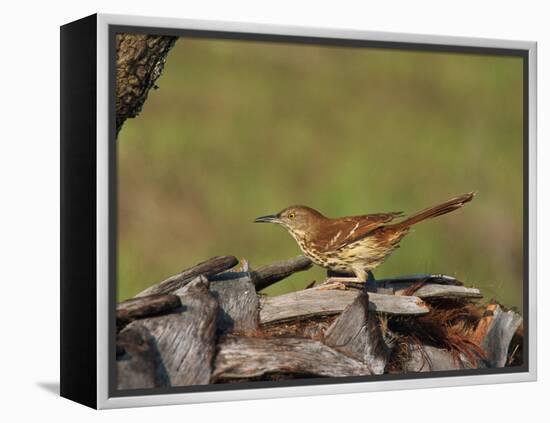 Brown Thrasher, South Florida, United States of America, North America-Rainford Roy-Framed Premier Image Canvas