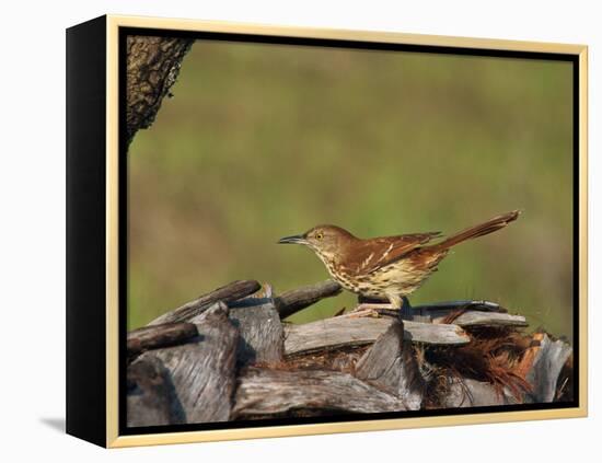 Brown Thrasher, South Florida, United States of America, North America-Rainford Roy-Framed Premier Image Canvas