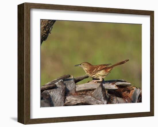 Brown Thrasher, South Florida, United States of America, North America-Rainford Roy-Framed Photographic Print