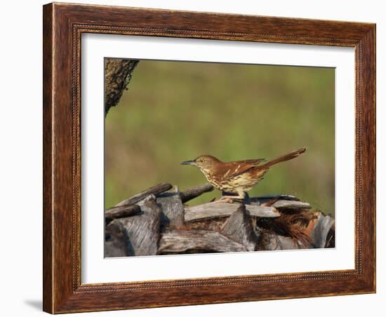 Brown Thrasher, South Florida, United States of America, North America-Rainford Roy-Framed Photographic Print