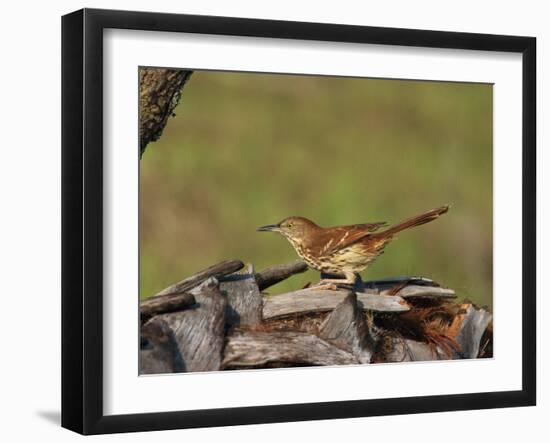 Brown Thrasher, South Florida, United States of America, North America-Rainford Roy-Framed Photographic Print