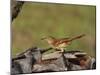 Brown Thrasher, South Florida, United States of America, North America-Rainford Roy-Mounted Photographic Print