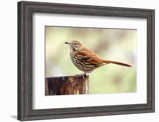 Brown Thrasher Standing on Tree Stump, Mcleansville, North Carolina, USA-Gary Carter-Framed Photographic Print