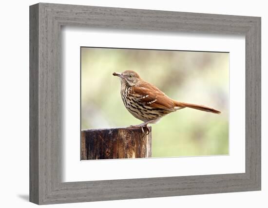 Brown Thrasher Standing on Tree Stump, Mcleansville, North Carolina, USA-Gary Carter-Framed Photographic Print