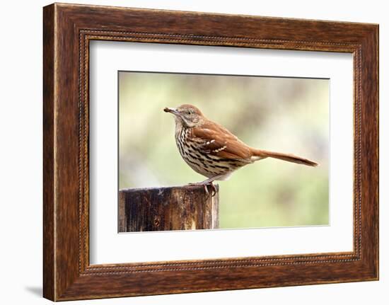 Brown Thrasher Standing on Tree Stump, Mcleansville, North Carolina, USA-Gary Carter-Framed Photographic Print