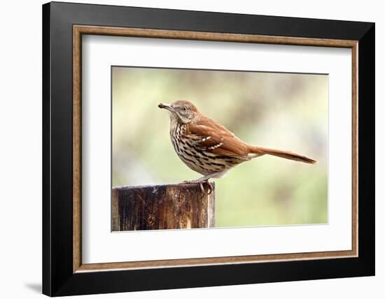 Brown Thrasher Standing on Tree Stump, Mcleansville, North Carolina, USA-Gary Carter-Framed Photographic Print