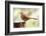 Brown Thrasher Standing on Tree Stump, Mcleansville, North Carolina, USA-Gary Carter-Framed Photographic Print