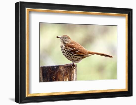 Brown Thrasher Standing on Tree Stump, Mcleansville, North Carolina, USA-Gary Carter-Framed Photographic Print