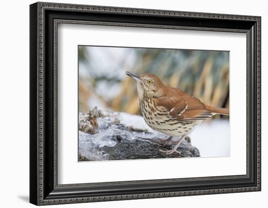 Brown Thrasher-Gary Carter-Framed Photographic Print