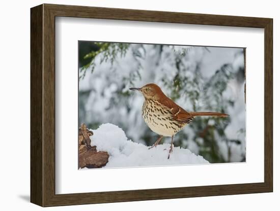 Brown Thrasher-Gary Carter-Framed Photographic Print