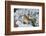 Brown Thrasher-Gary Carter-Framed Photographic Print