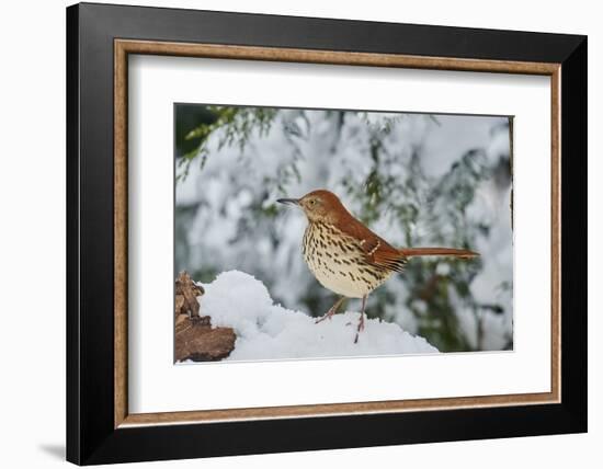 Brown Thrasher-Gary Carter-Framed Photographic Print