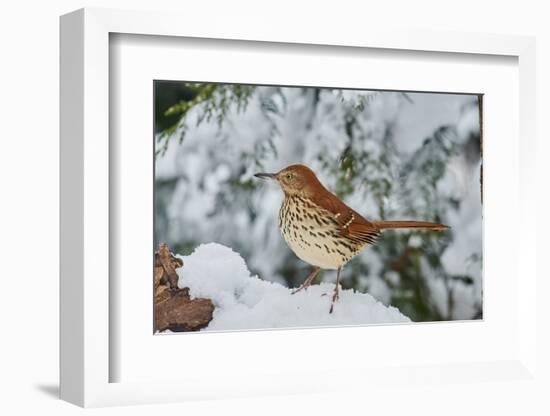 Brown Thrasher-Gary Carter-Framed Photographic Print